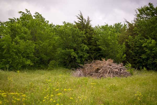 Brush pile in a Texas Hill Country pasture
