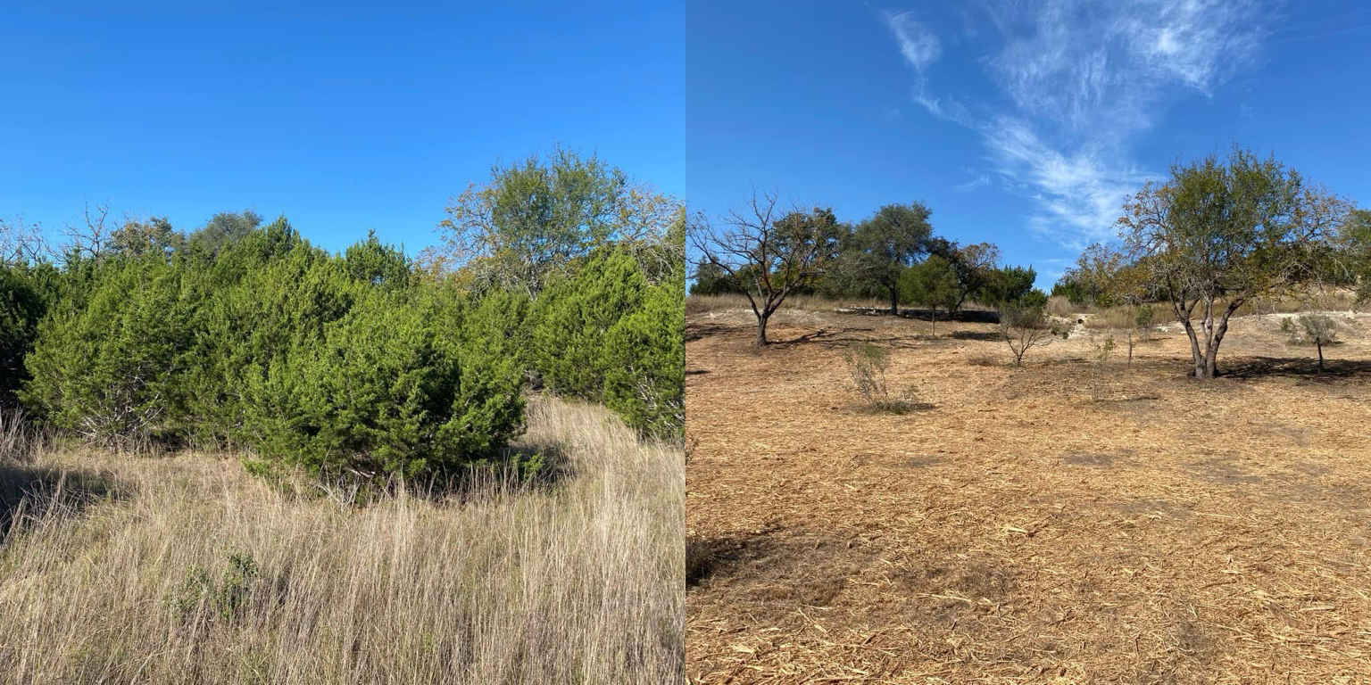 Before and after — Clearing Cedar & Opening Ground