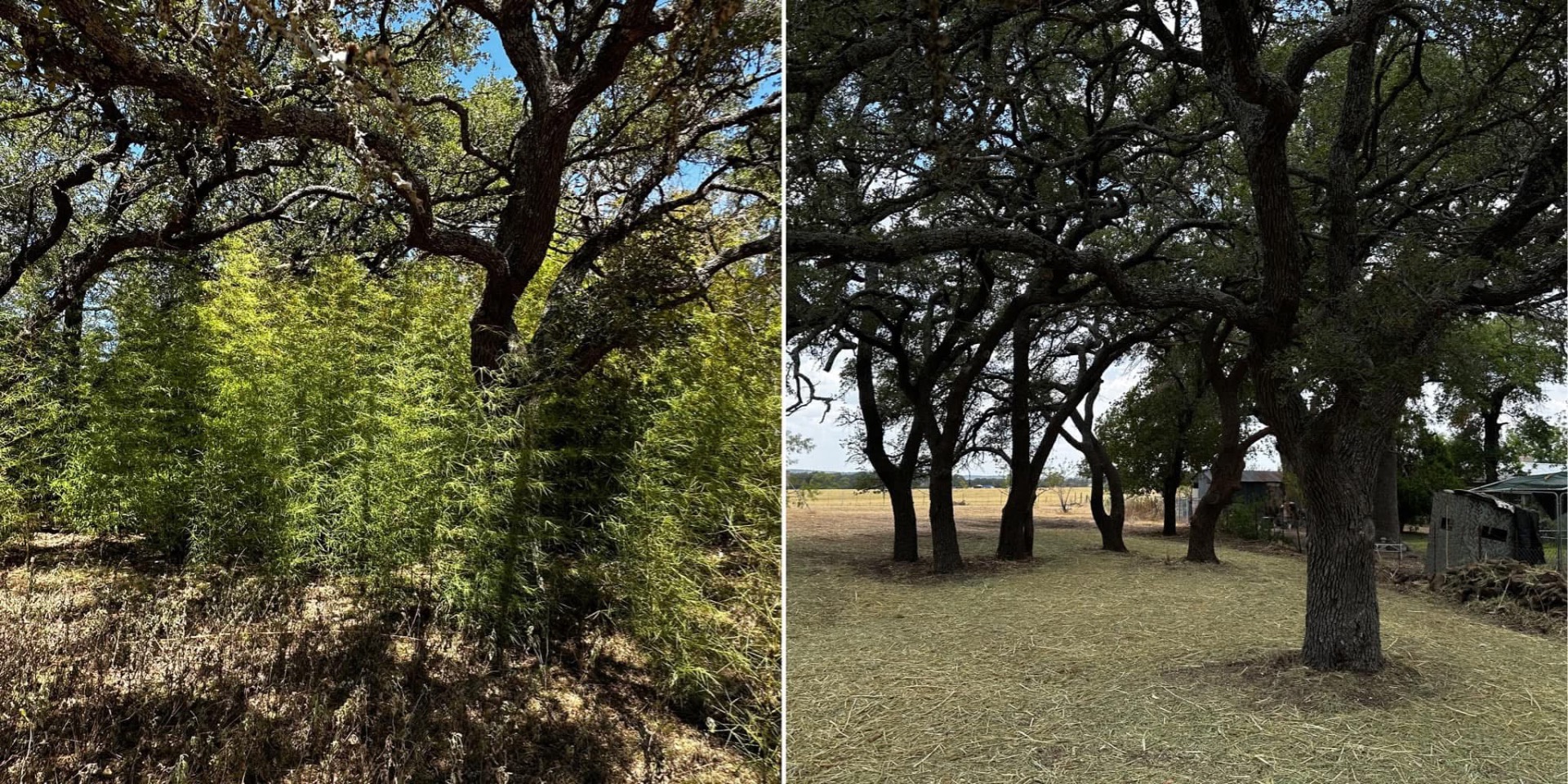 Thick bamboo stand before cleanup on a Fredericksburg Texas property