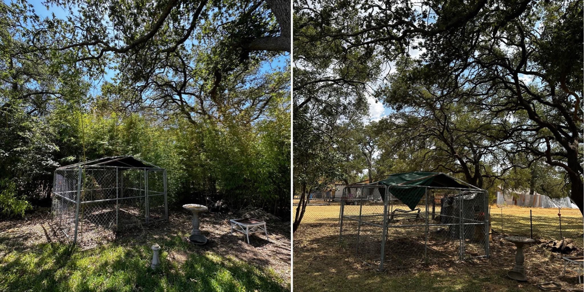Bamboo cleanup in progress on a Fredericksburg TX pasture