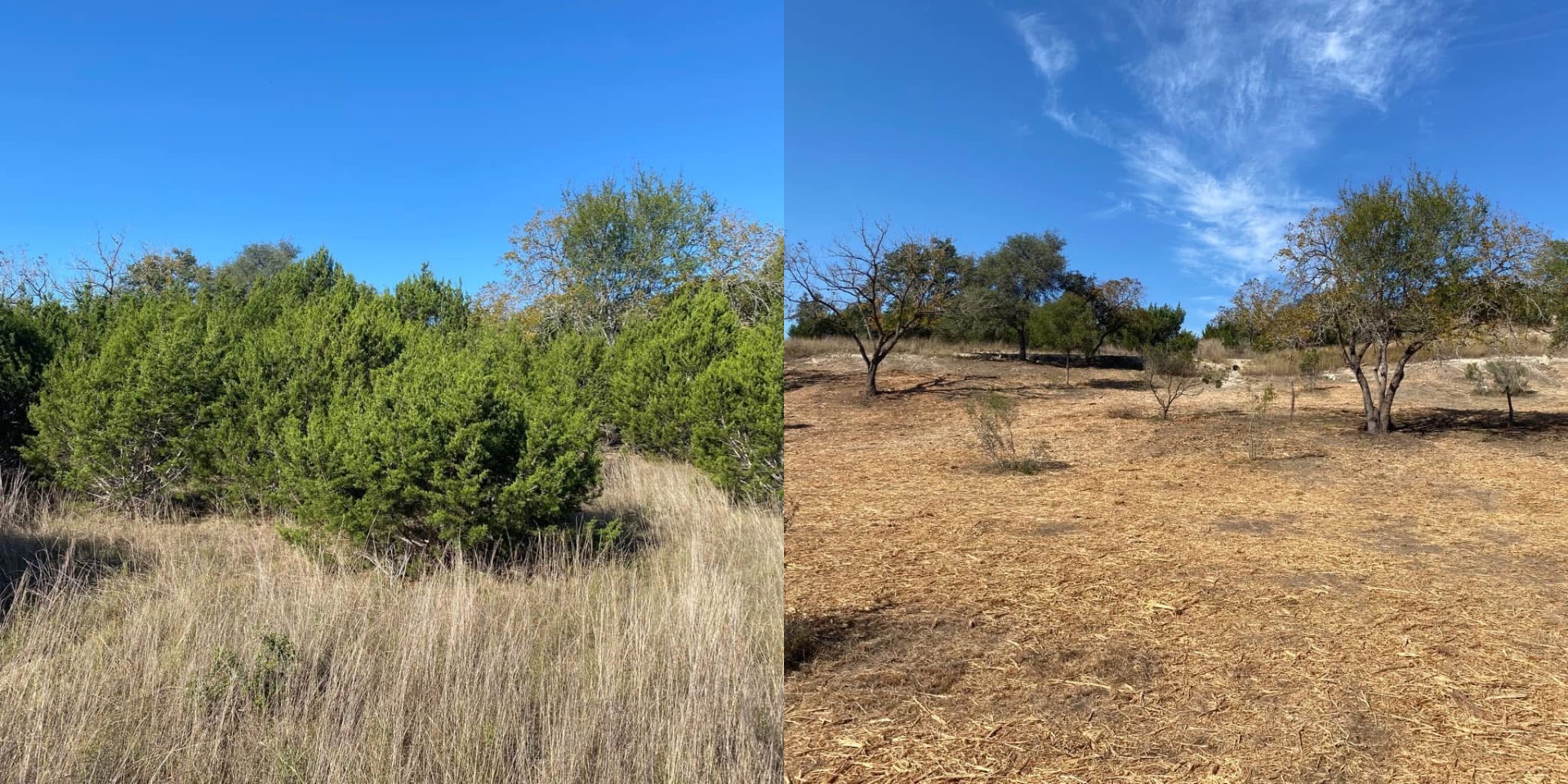 Forestry mulching in progress during cedar clearing in Boerne TX