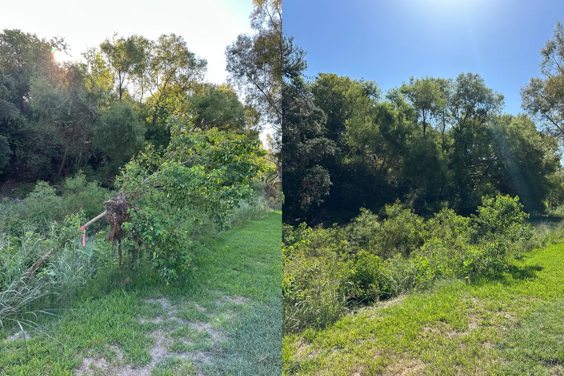 Storm-damaged tree on the Cibolo Creek bank before and after removal in Boerne TX