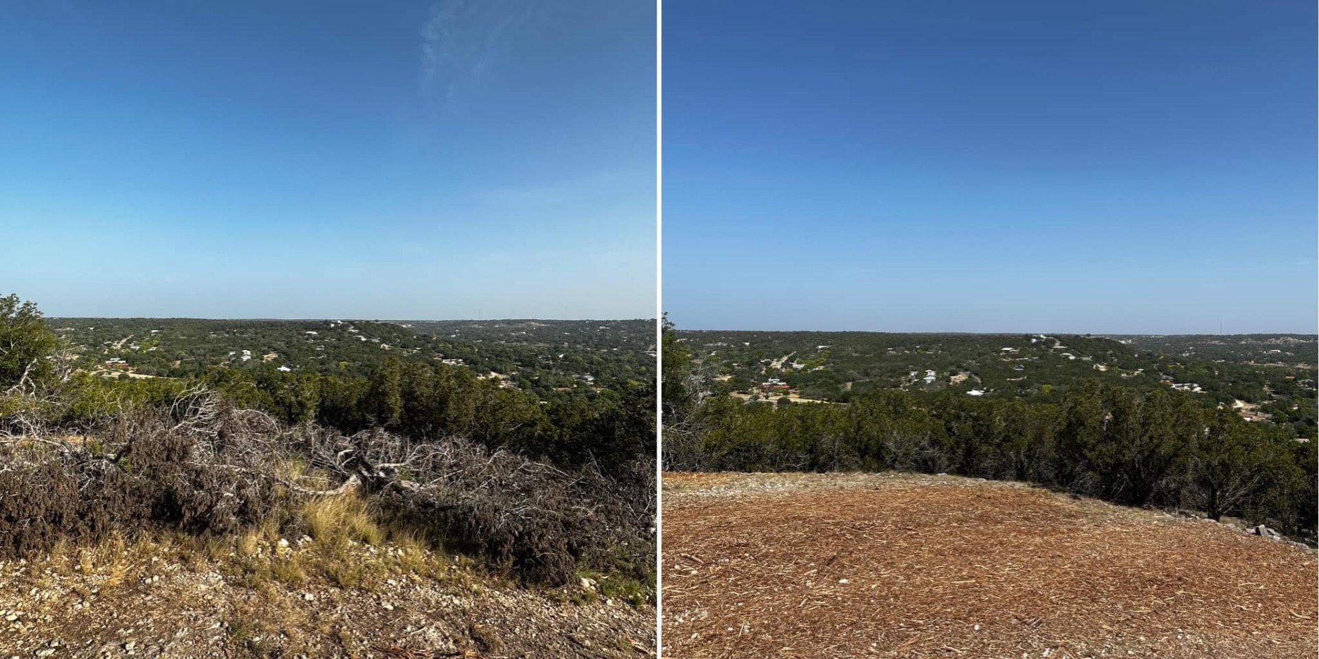 Dense cedar on a Kerrville hilltop before mulching