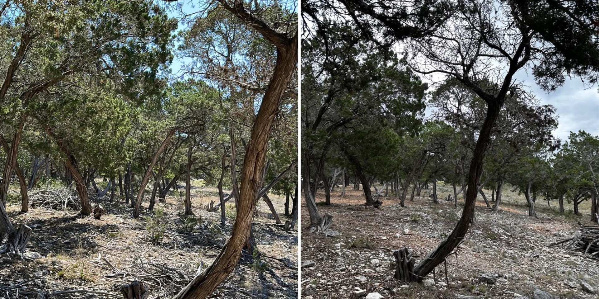 Scattered brush before cleanup on a Hunt Texas property