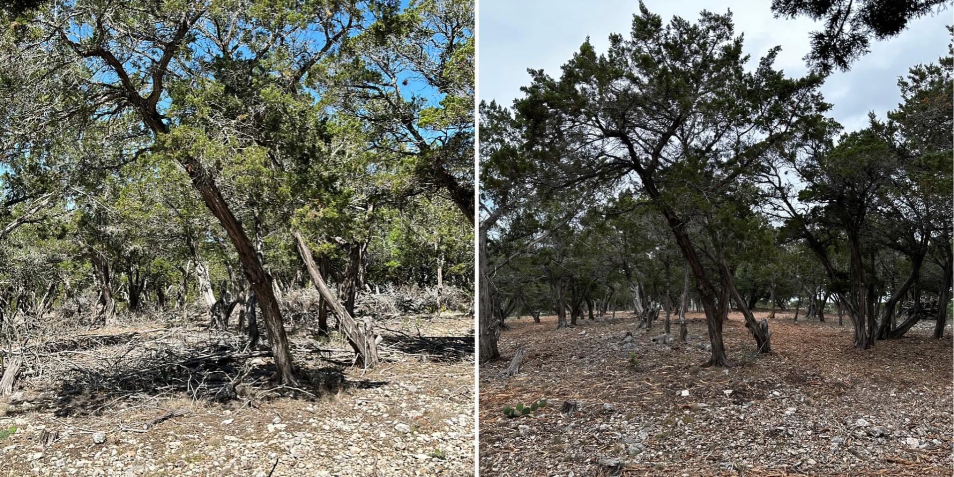 Forestry mulching and chipping during brush cleanup in Hunt TX