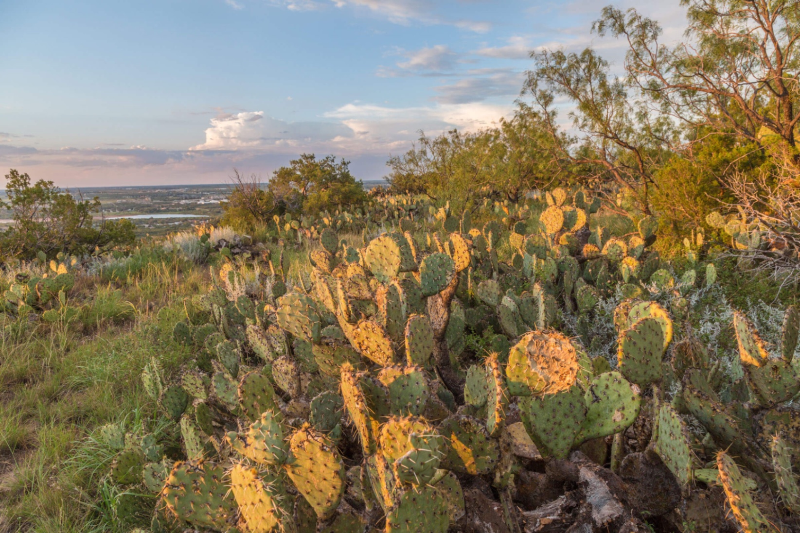 Prickly pear cactus spreading across Texas Hill Country landscape