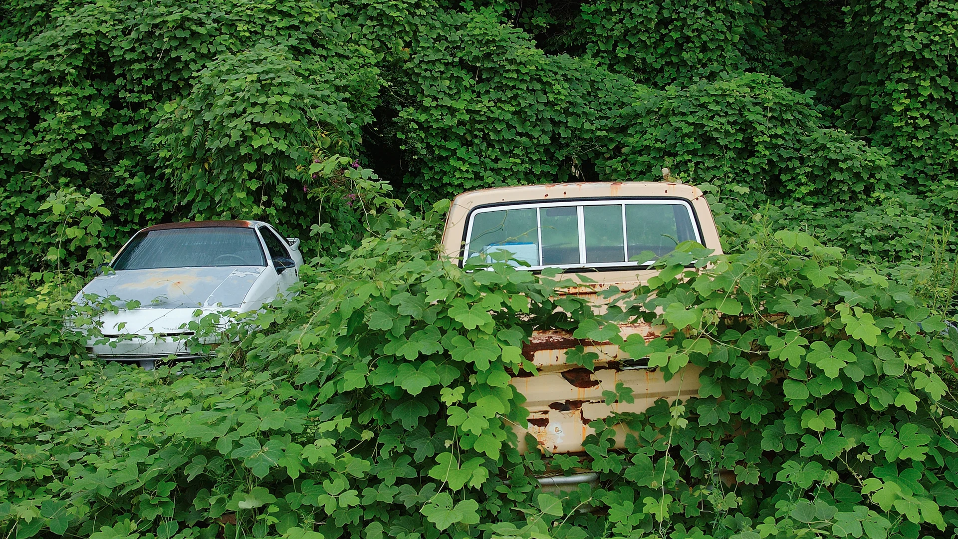 Aggressive vines overtaking abandoned vehicles