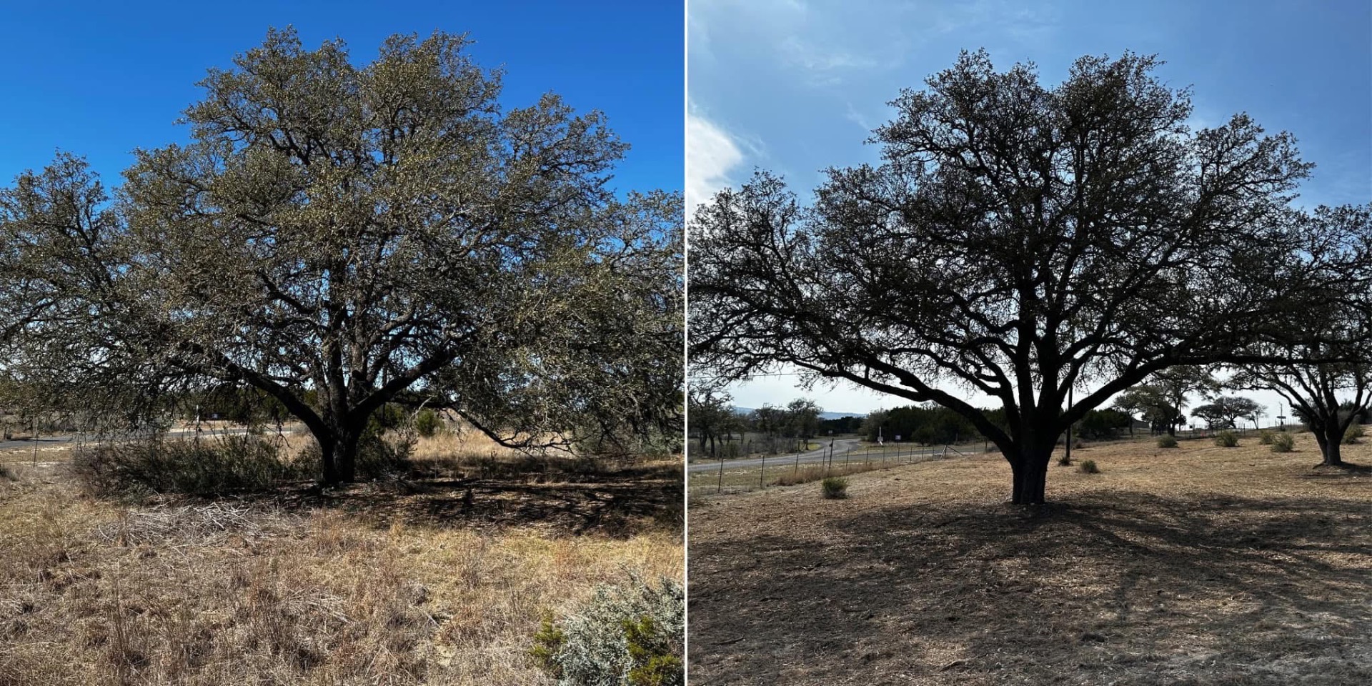 Overgrown oak understory before cleanup in Kerrville Texas
