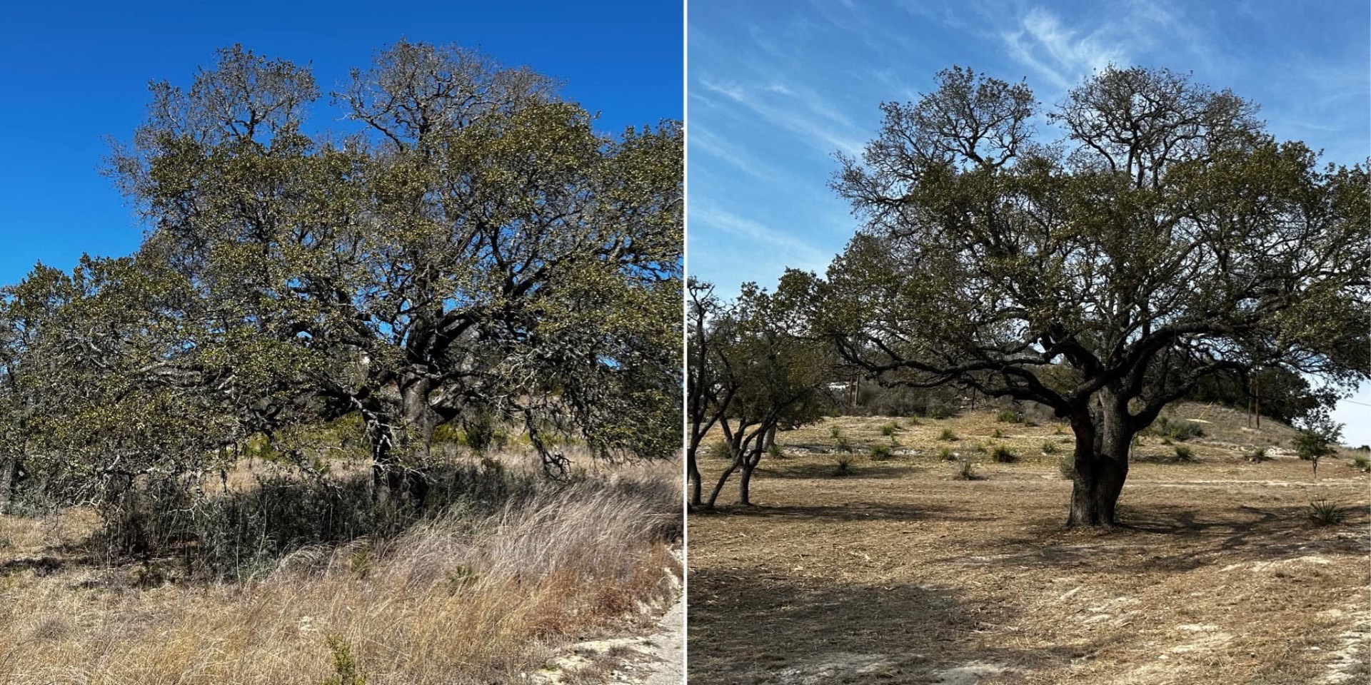 Selective forestry mulching beneath oak trees in Kerrville TX