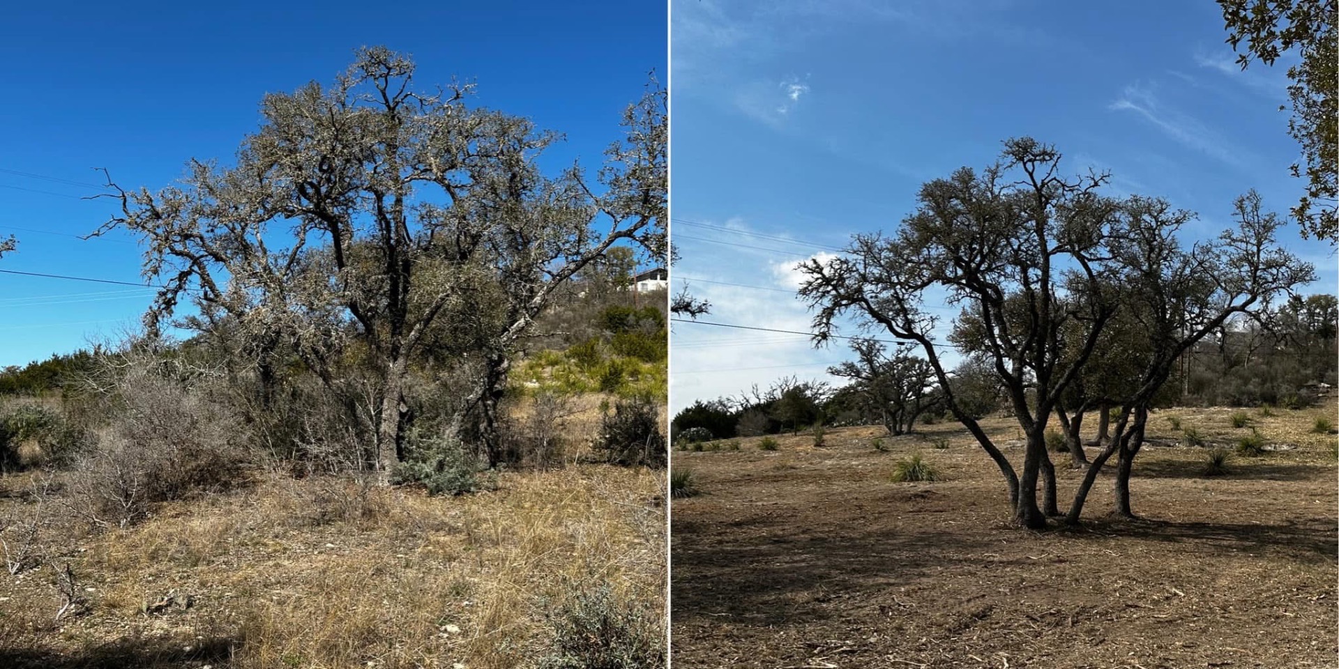 Tree trimming during oak understory cleanup in Kerrville Texas