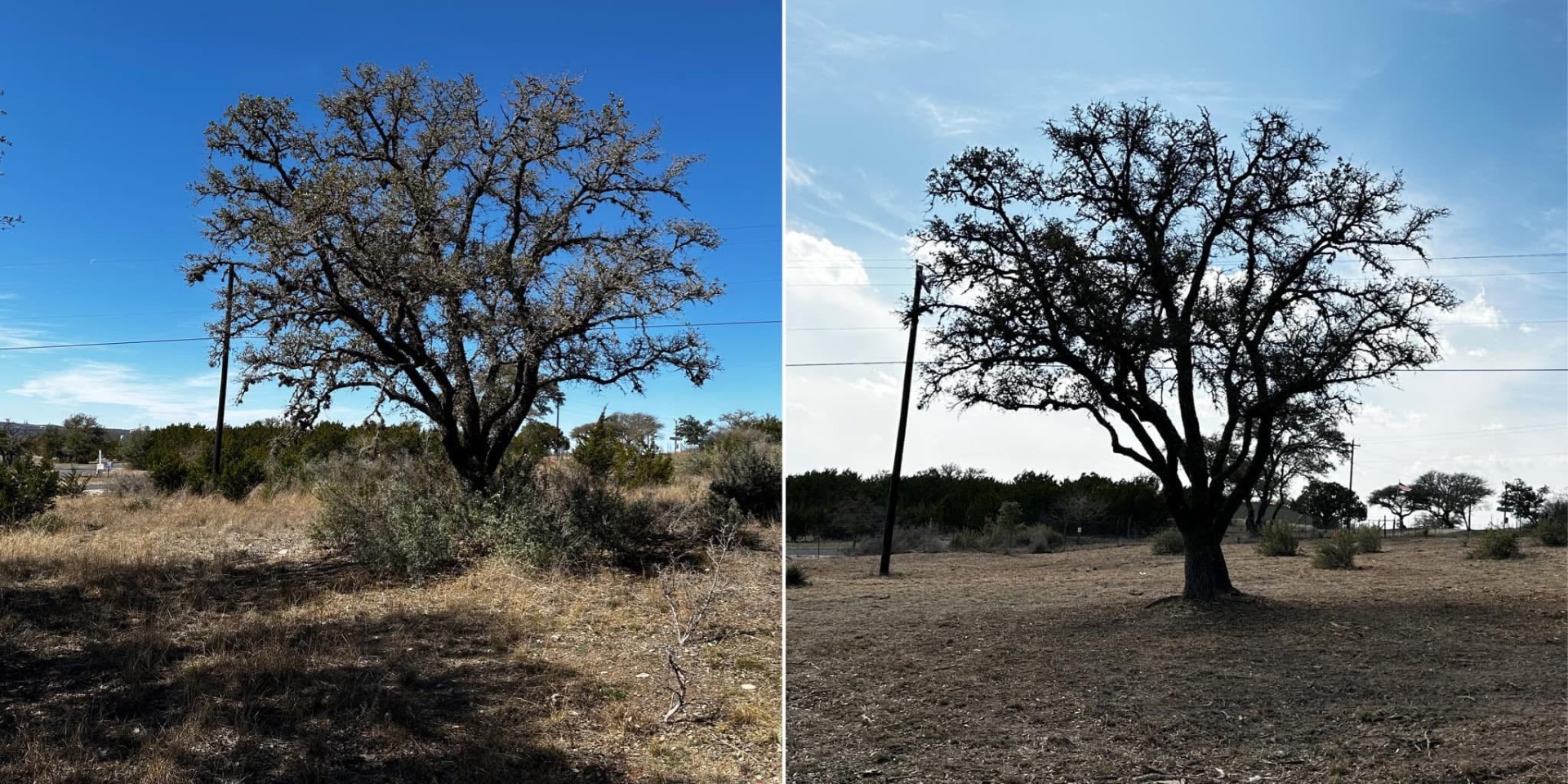 Open understory after selective mulching in Kerrville TX