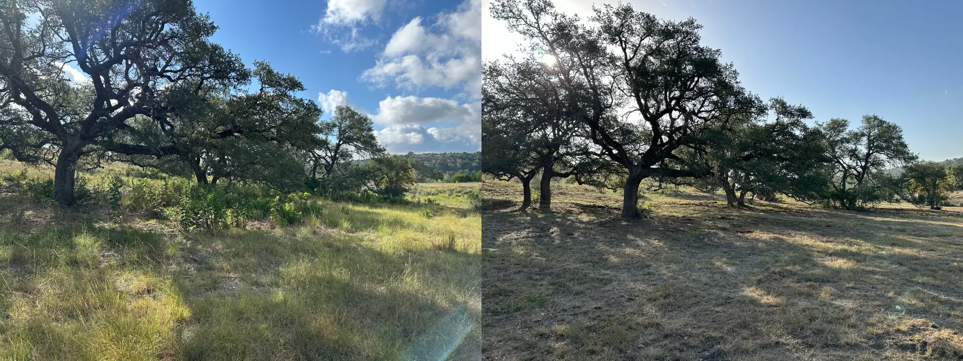 Chest-high growth around Boerne oak trees before and after pasture cleanup