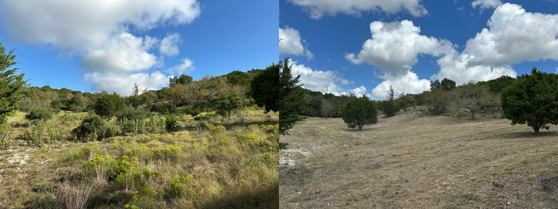 Back section of a Boerne property before and after mulching thick brush