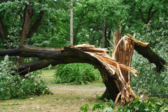 Storm-damaged tree split and broken on a property