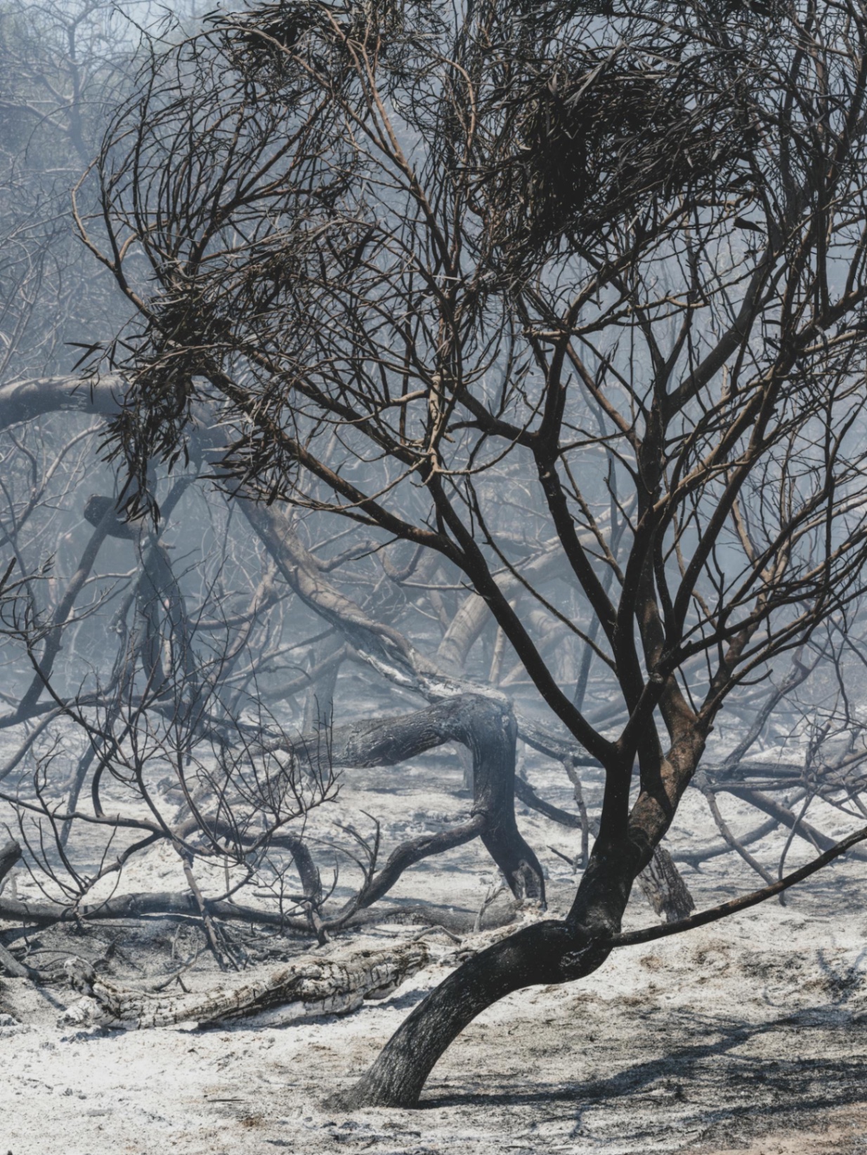 Burned brush and scorched landscape after a wildfire