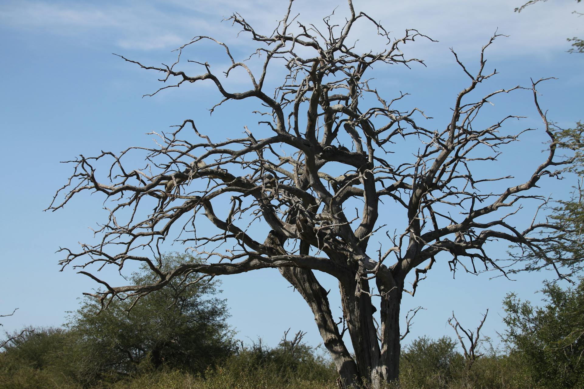 Dead oak with weather-damaged branches in a Texas pasture