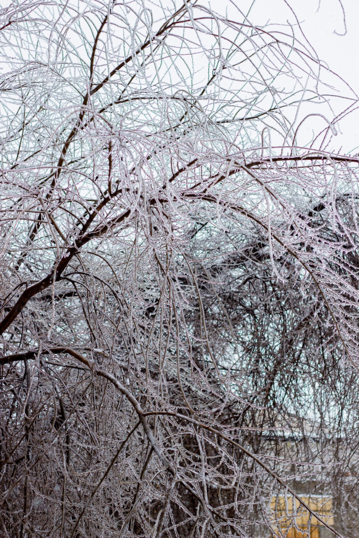 Tree limbs coated in ice after a winter storm