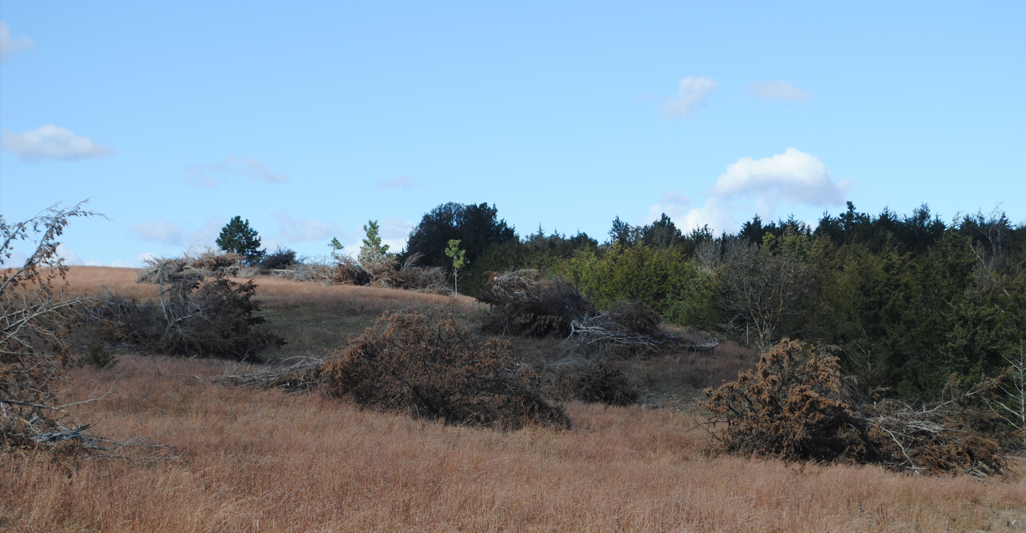 Open Hill Country field with structured brush piles built for ag and wildlife exemption