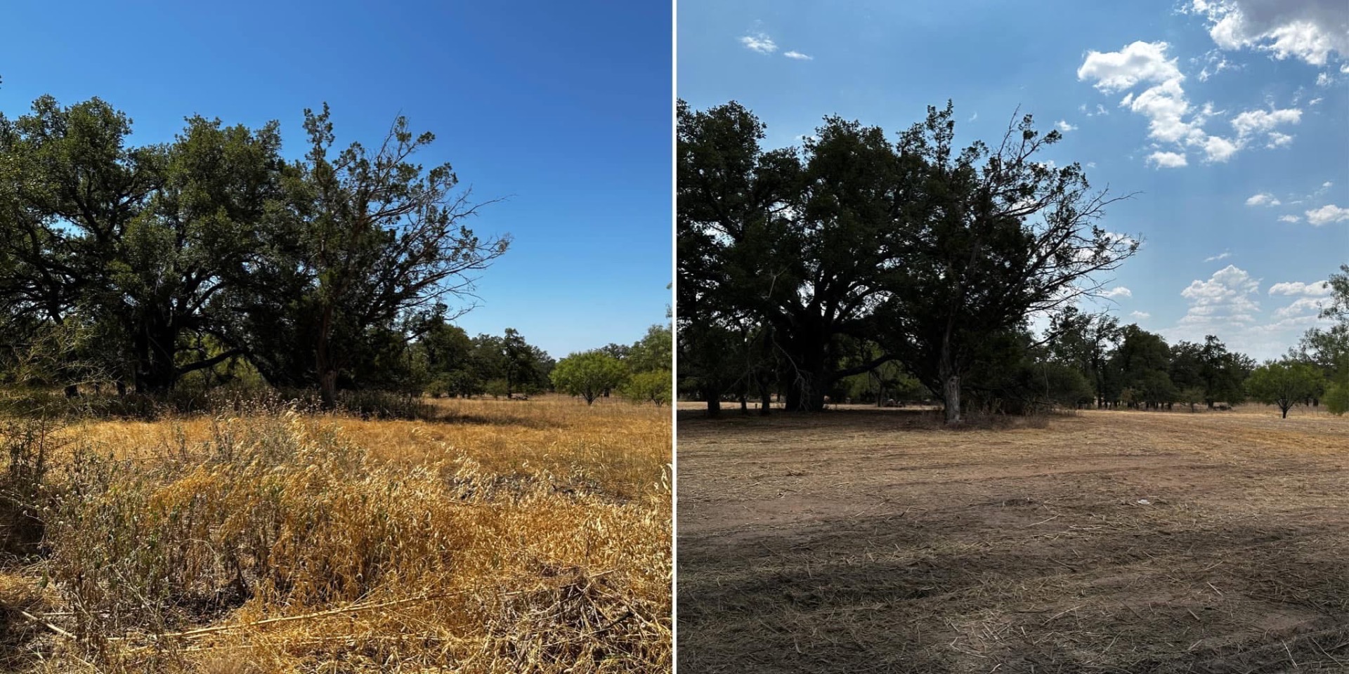 Before and after pasture mowing — golden overgrown pasture cleared down to clean ground beneath the trees