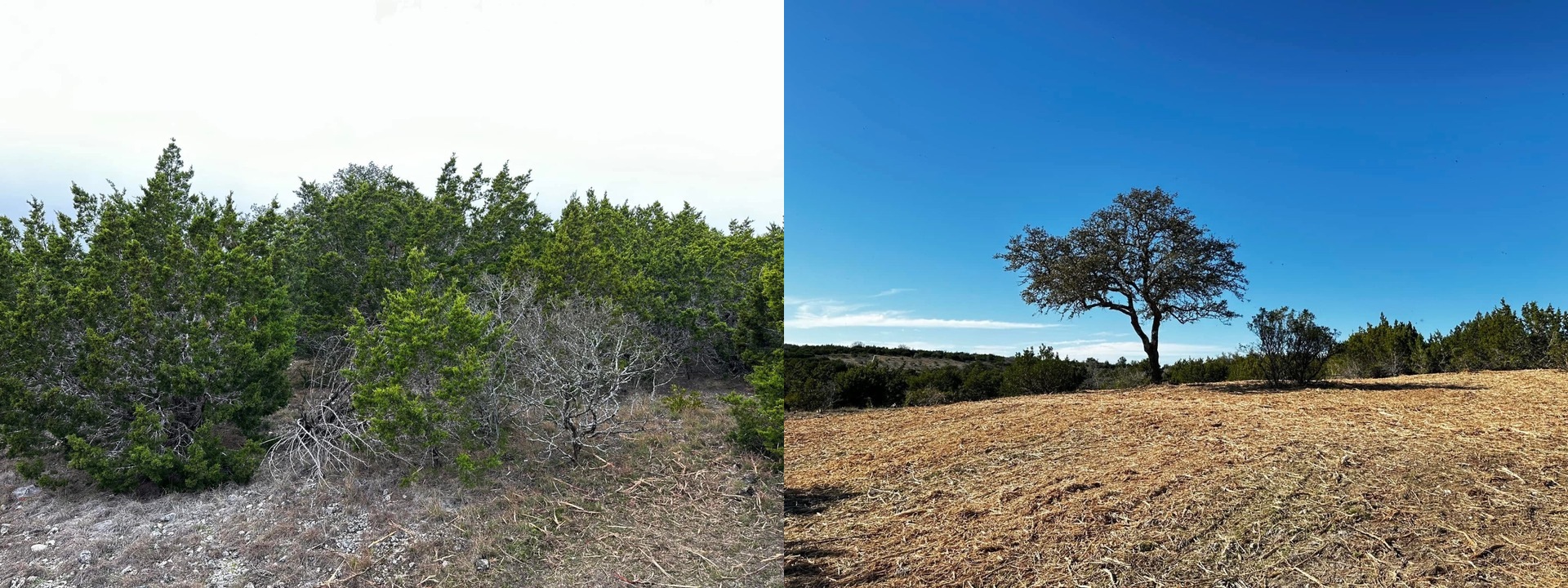 Before and after cedar removal — dense Ashe juniper cleared and freshly mulched ground around a single oak