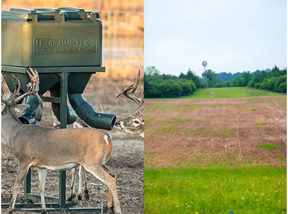 Open dirt food plot ready for planting alongside whitetail deer at a Texas Hunter feeder