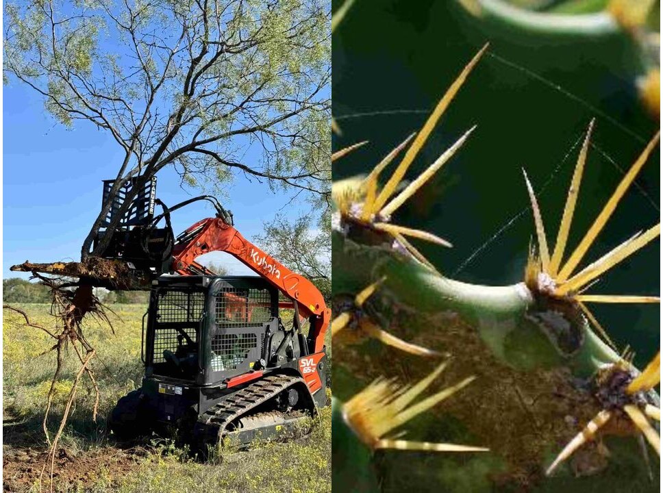 Skid steer uprooting a mesquite tree alongside invasive prickly pear cactus