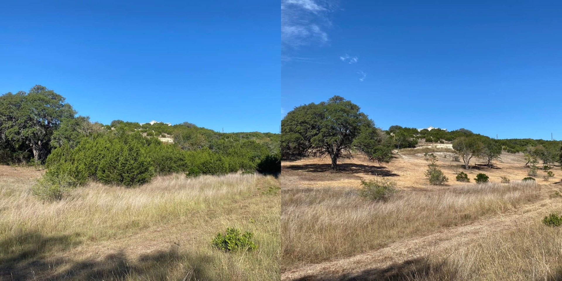 Before and after forestry mulching — cedar and underbrush cleared around a mature oak tree