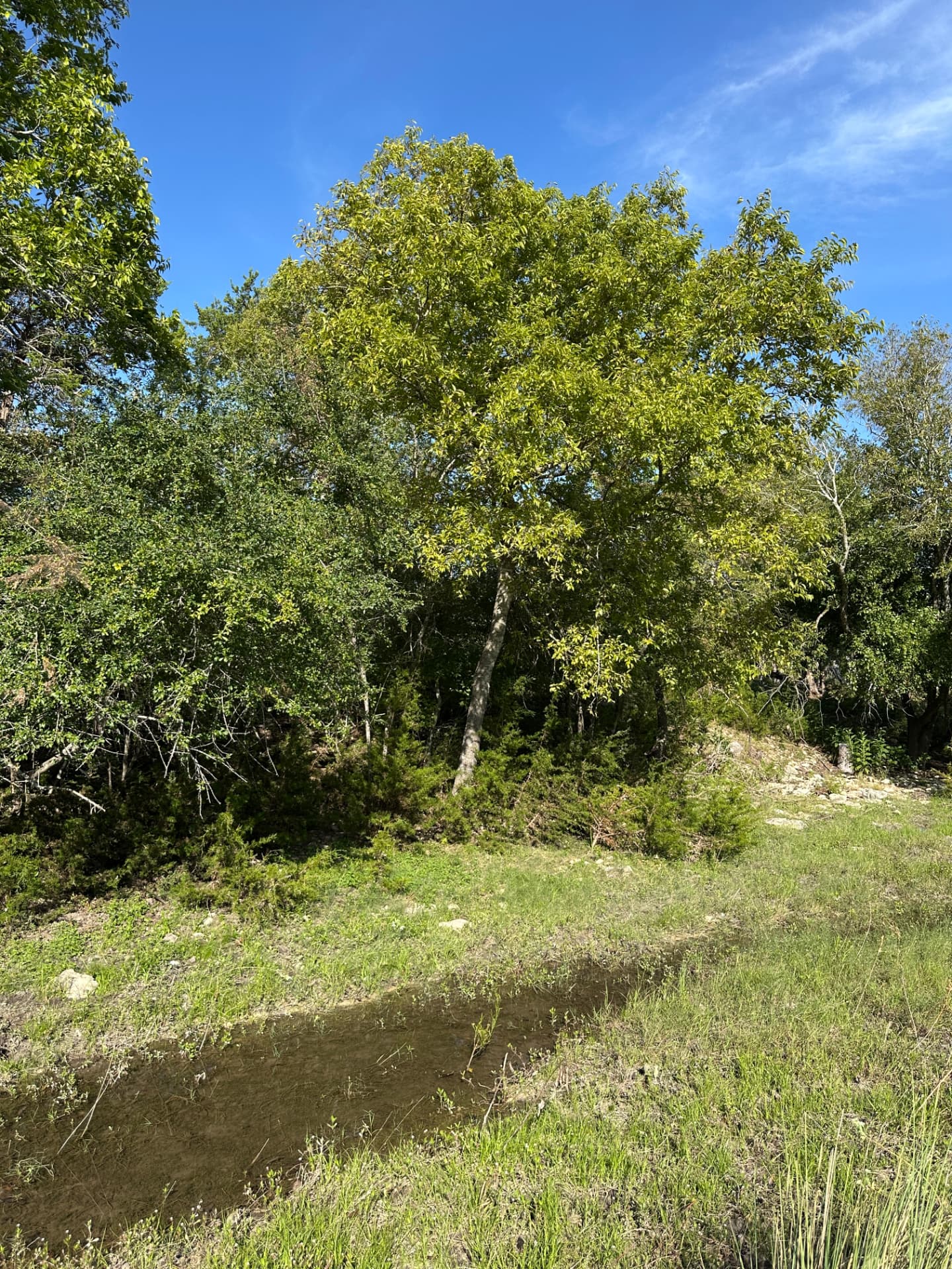 Trees and heavy brush along the planned utility corridor before clearing in Kerrville TX