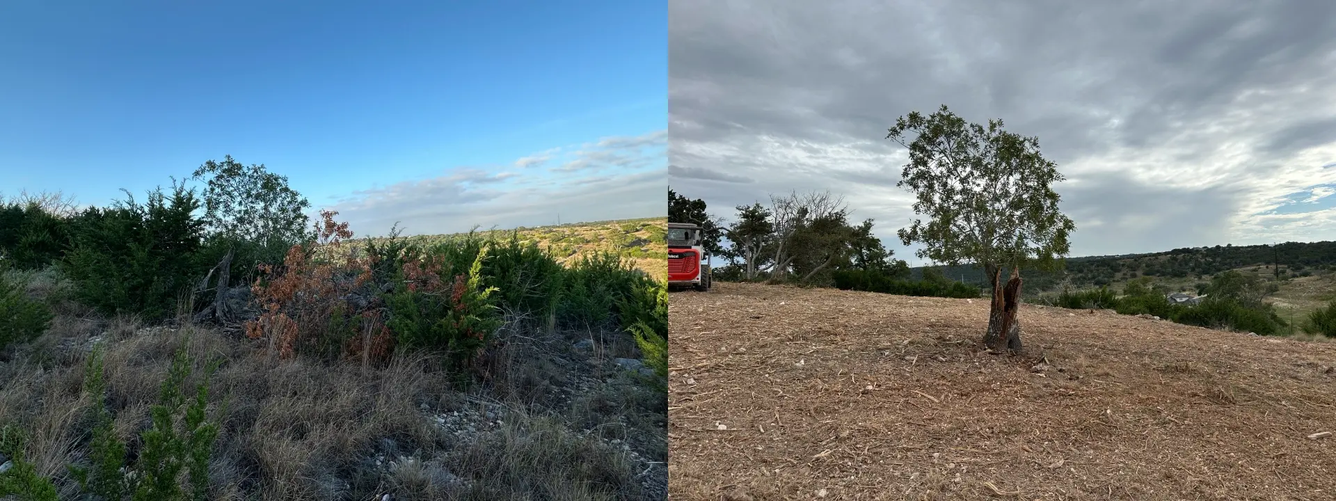 Cedar-covered slope before and after mulching with a preserved tree and skid steer