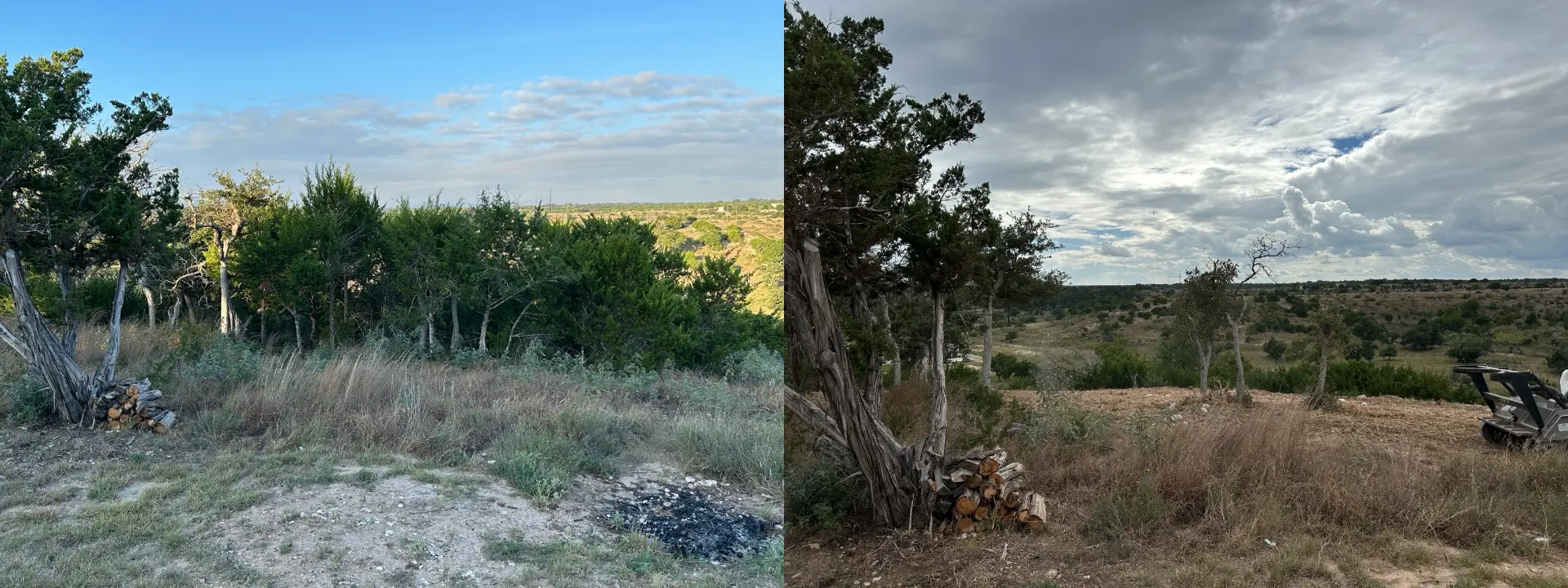 Hilltop cedars before and after mulching, opening the view across the valley