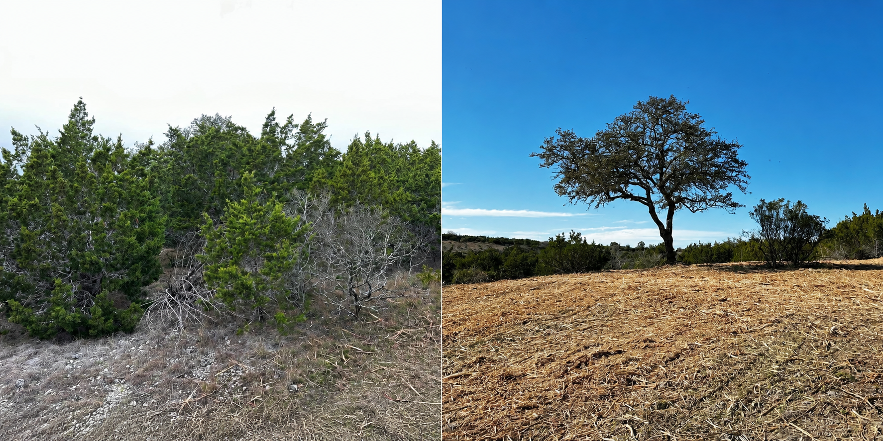 Wildlife food plot clearing around a mature oak tree in Boerne Texas